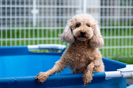ドッグプールで遊ぶトイプードル｜熱川オーシャンリゾートの犬用プール
