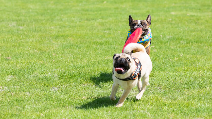 千葉県・九十九里／1棟貸しドッグコテージ 『WAN わん CRUX』 | 愛犬