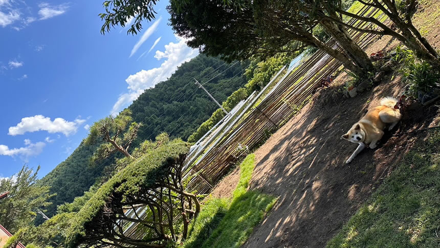 長野県佐久市 古民家貸切宿 民泊酒房桔梗の庭とワンちゃんの様子