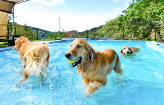 和歌山県の愛犬と泊まれる宿「パートナーズハウスゆあさ」のドッグプールで遊ぶわんちゃん達