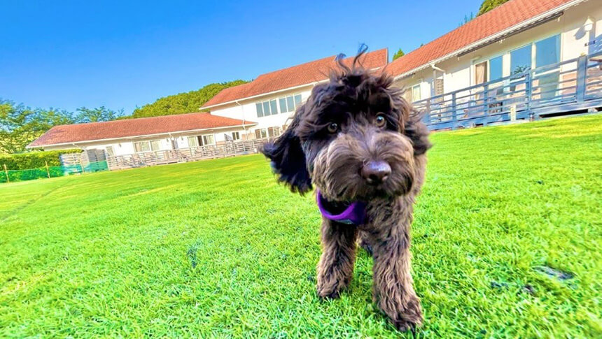 芝生の庭で遊ぶ犬と宿泊棟、ペットと一緒に滞在できるドッグフレンドリーな宿泊施設｜犬と泊まれる兵庫県淡路島の宿｜広大な天然芝のドッグランとプールが魅力！｜ガーデンリゾート淡路島