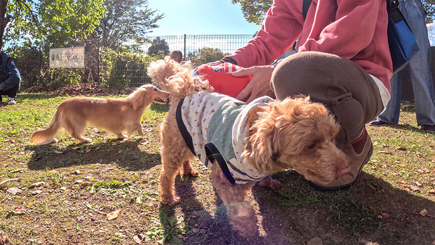 那須高原のドッグランで遊ぶ愛犬と飼い主のふれあい風景|ドッグスパリゾート アルトピアーノ