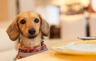 那須の愛犬同伴宿「ドッグスパリゾート アルトピアーノ」で食事を楽しむダックスフンド