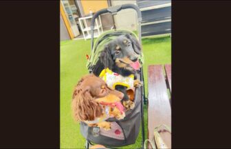 群馬県吾妻郡のペットと泊まれる民宿「地酒の宿中村屋」のイメージ写真ダックス2頭がカートに乗っている