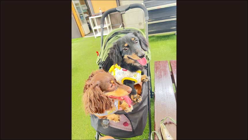 群馬県吾妻郡のペットと泊まれる民宿「地酒の宿中村屋」のイメージ写真ダックス2頭がカートに乗っている