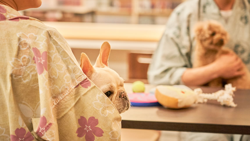 愛犬と一緒に食事を楽しめる大江戸温泉物語わんわんリゾート粟津の食事処