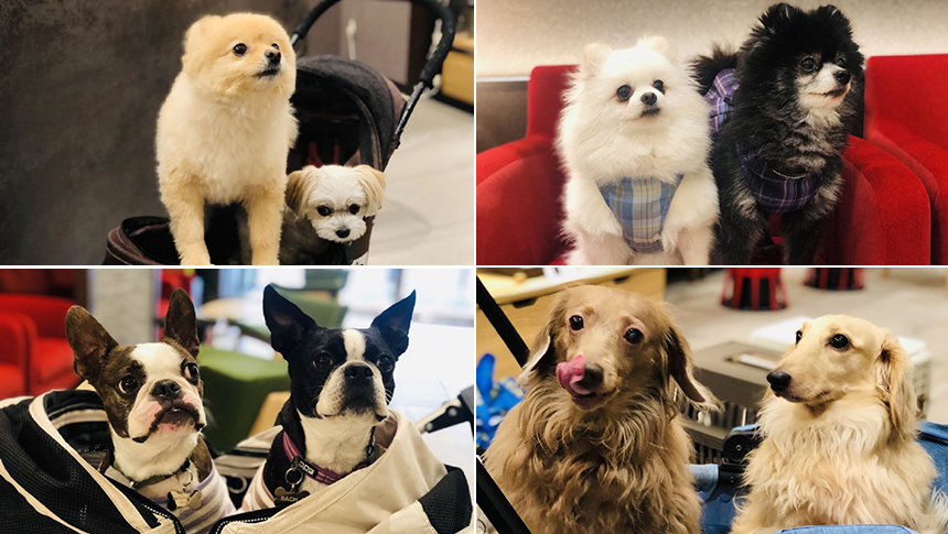 ホテルイルヴェルデ京都に宿泊する愛犬たちの集合写真｜ペット同伴OKの京都のホテル