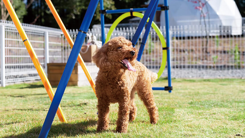 グランレガロあさぎりのドッグランで遊ぶ犬 朝霧高原のペット可グランピング
