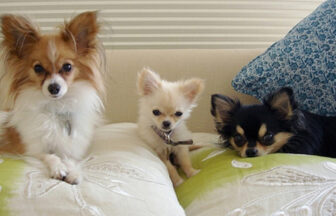 東立石旅館の一棟貸し客室。ソファの上で、パピヨンとチワワの2匹がリラックスしている。