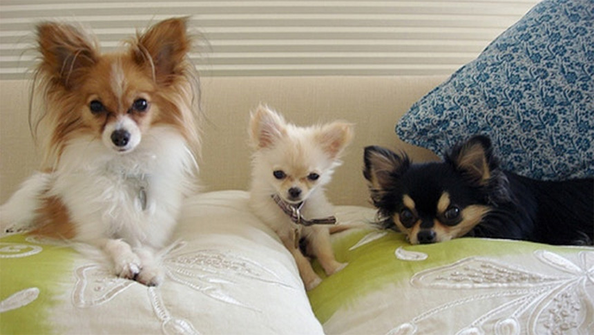 東立石旅館の一棟貸し客室。ソファの上で、パピヨンとチワワの2匹がリラックスしている。