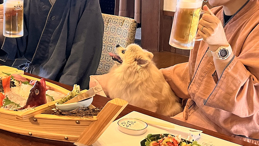優鶴（ゆうづる）｜浴衣姿の飼い主たちに囲まれ、テーブルに並んだ新鮮な刺身の舟盛りを期待に満ちた表情で見つめるポメラニアン。手前にはビールジョッキがあり、賑やかな旅行の食事風景