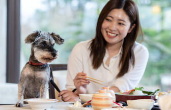 「わんわんパラダイス奈良生駒」のレストランにて、食事中の飼い主（女性）の隣に用意された犬用椅子（またはテーブルの横）に行儀よく座り、前を見つめるミニチュアシュナウザー。テーブルには豪華な和食会席が並び、犬の前にも専用の食器が置かれている。女性は笑顔で犬を見ている。