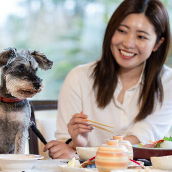 「わんわんパラダイス奈良生駒」のレストランにて、食事中の飼い主（女性）の隣に用意された犬用椅子（またはテーブルの横）に行儀よく座り、前を見つめるミニチュアシュナウザー。テーブルには豪華な和食会席が並び、犬の前にも専用の食器が置かれている。女性は笑顔で犬を見ている。