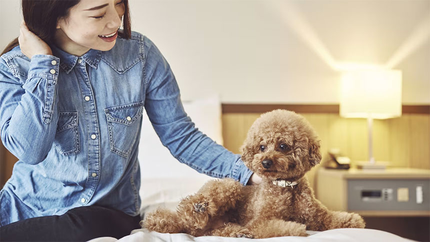 福島県・磐梯の犬と泊まれるホテル「星野リゾート 磐梯山温泉ホテル」｜ホテルの客室のベッドの上で、笑顔の女性が茶色のトイプードルを優しく撫でている様子。背景には温かい色の間接照明が灯っている。