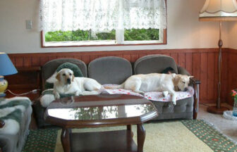 宮城県・仙台の犬と泊まれる貸別荘「かたやぶり」｜落ち着いたリビングのソファでくつろぐ2頭のラブラドール・レトリバー。木の腰壁がある温かみのある室内で、1頭は前を向き、もう1頭は気持ちよさそうに横になって寝ている様子