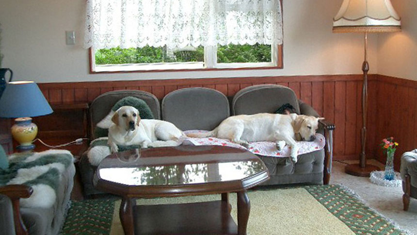 宮城県・仙台の犬と泊まれる貸別荘「かたやぶり」｜落ち着いたリビングのソファでくつろぐ2頭のラブラドール・レトリバー。木の腰壁がある温かみのある室内で、1頭は前を向き、もう1頭は気持ちよさそうに横になって寝ている様子