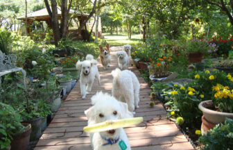 長野県の犬と泊まれる宿『B&Bエリザベス』の庭で、ウッドデッキの上を元気に走るプードルやコーギーたち。手前の白いプードルはおもちゃをくわえて駆け寄っている。周囲は色鮮やかな花々や緑に囲まれ、奥には東屋が見える。