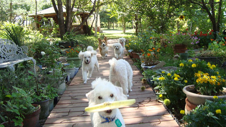 長野県の犬と泊まれる宿『B&Bエリザベス』の庭で、ウッドデッキの上を元気に走るプードルやコーギーたち。手前の白いプードルはおもちゃをくわえて駆け寄っている。周囲は色鮮やかな花々や緑に囲まれ、奥には東屋が見える。