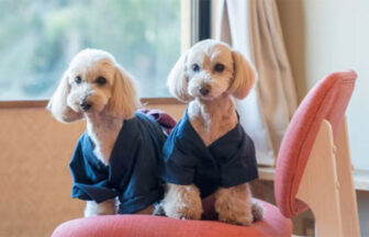 静岡県・中伊豆の犬と泊まれる宿「小松家八の坊」｜旅館の室内で、お揃いの青い作務衣（さむえ）を身にまとい、椅子の上でこちらを見つめる2匹の小型犬