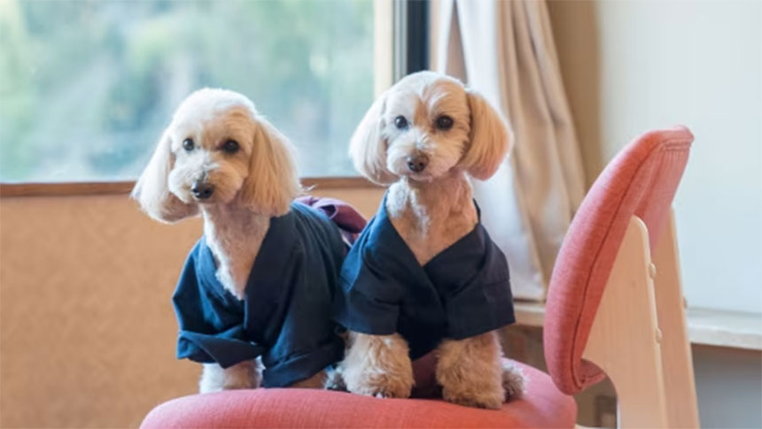 静岡県・中伊豆の犬と泊まれる宿「小松家八の坊」｜旅館の室内で、お揃いの青い作務衣（さむえ）を身にまとい、椅子の上でこちらを見つめる2匹の小型犬