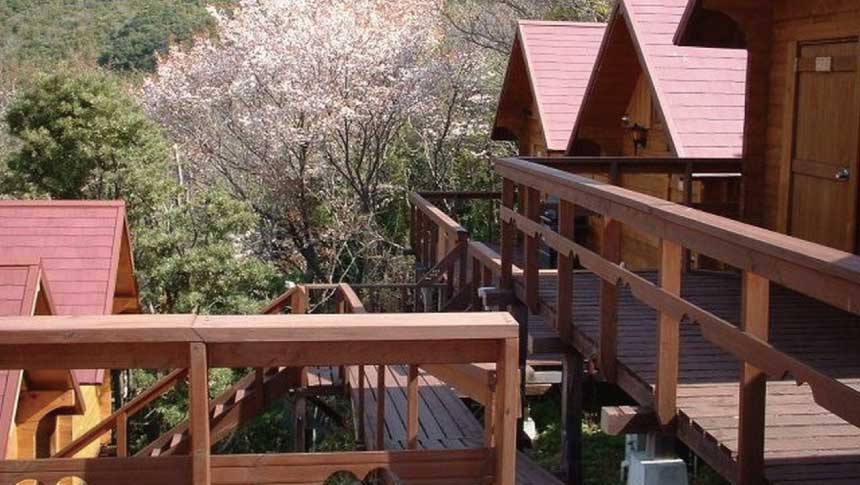 和歌山県にある「ストロベリーファーム白崎」の木造コテージ群。赤い屋根のログハウスと、それらを繋ぐ木製デッキの階段。背景には満開の桜の木が立っており、緑豊かな森に囲まれている。