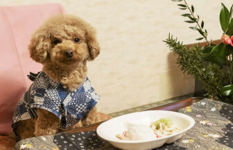 新潟県・鵜の浜温泉の犬と泊まれる宿「ペットと泊まれる温泉宿　わん宿うの浜館」｜青い和柄の浴衣を着た茶色のトイプードルが、お膳の前に座ってこちらを見つめている様子。手前の白い皿には犬用の食事が盛り付けられ、傍らには椿の花が添えられている。