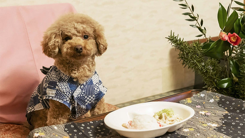 新潟県・鵜の浜温泉の犬と泊まれる宿「ペットと泊まれる温泉宿　わん宿うの浜館」｜青い和柄の浴衣を着た茶色のトイプードルが、お膳の前に座ってこちらを見つめている様子。手前の白い皿には犬用の食事が盛り付けられ、傍らには椿の花が添えられている。