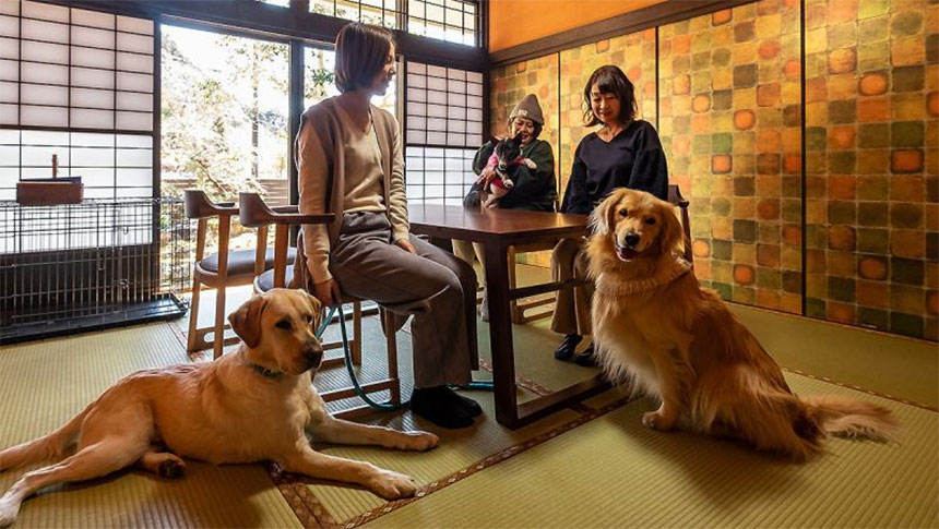 静岡県・清水の犬と泊まれる宿「紅竹（くれたけ）」｜和風旅館の客室で、3人の女性と3匹の犬がくつろいでいる写真。手前にはゴールデンレトリバーとラブラドールレトリバーが並んで座り、奥の椅子には小さな犬を抱っこした女性が座っている。部屋は畳敷きで、奥には格子窓と障子戸、左側には犬用ケージが見える。