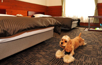 大分県・湯布院の犬と泊まれる宿「湯布院ガーデンホテル　ドッグラン＆リゾート」｜ホテルの洋室で、2台のベッドの間のカーペットの上にくつろいで座っているアメリカン・コッカー・スパニエル