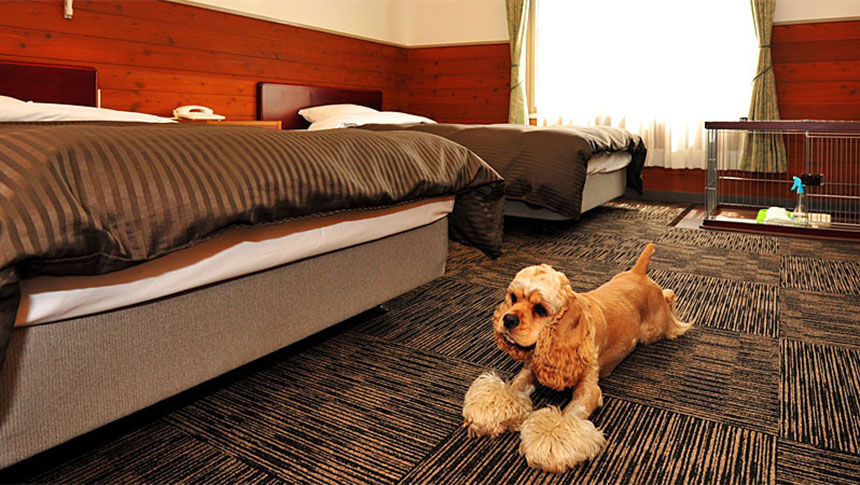 大分県・湯布院の犬と泊まれる宿「湯布院ガーデンホテル　ドッグラン＆リゾート」｜ホテルの洋室で、2台のベッドの間のカーペットの上にくつろいで座っているアメリカン・コッカー・スパニエル