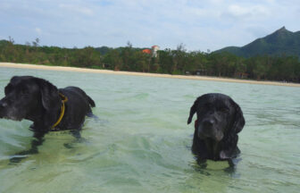 沖縄県の離島、石垣島白保にある「れと宿」｜サンゴ礁の海、白保海岸までは徒歩１分。大型犬も泊まれます。