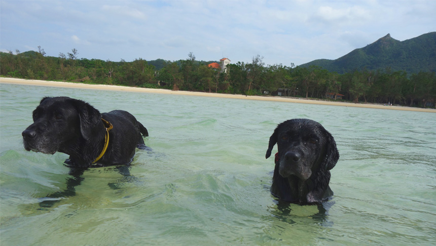 沖縄県の離島、石垣島白保にある「れと宿」｜サンゴ礁の海、白保海岸までは徒歩１分。大型犬も泊まれます。