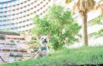 舞浜のシェラトン・グランデ・トーキョーベイ・ホテル庭園にて、特徴的なホテル外観を背景に、芝生の上に座って笑顔を見せる白い小型犬。蝶ネクタイを着用。