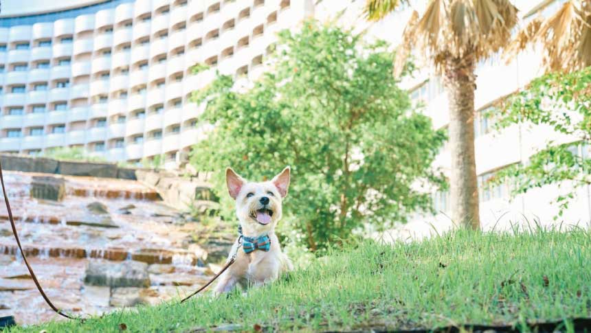 舞浜のシェラトン・グランデ・トーキョーベイ・ホテル庭園にて、特徴的なホテル外観を背景に、芝生の上に座って笑顔を見せる白い小型犬。蝶ネクタイを着用。