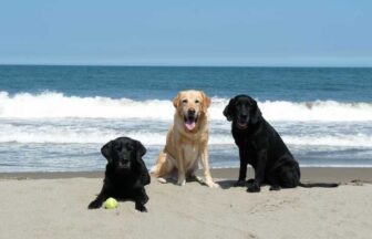 大型犬の多頭飼いも安心。宿から徒歩0分のビーチで海を満喫する3頭のラブラドール。1日1組限定のプライベート空間