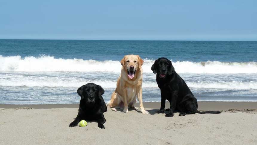 大型犬の多頭飼いも安心。宿から徒歩0分のビーチで海を満喫する3頭のラブラドール。1日1組限定のプライベート空間