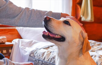 長野県・斑尾高原の犬と泊まれる宿「森のログホテル カムループス」｜ホテルの特徴である木を基調とした内装（ログハウス）、木の温もりがあるログホテルの客室で、嬉しそうに頭を撫でられる従順な大型犬（ラブラドールレトリバー）