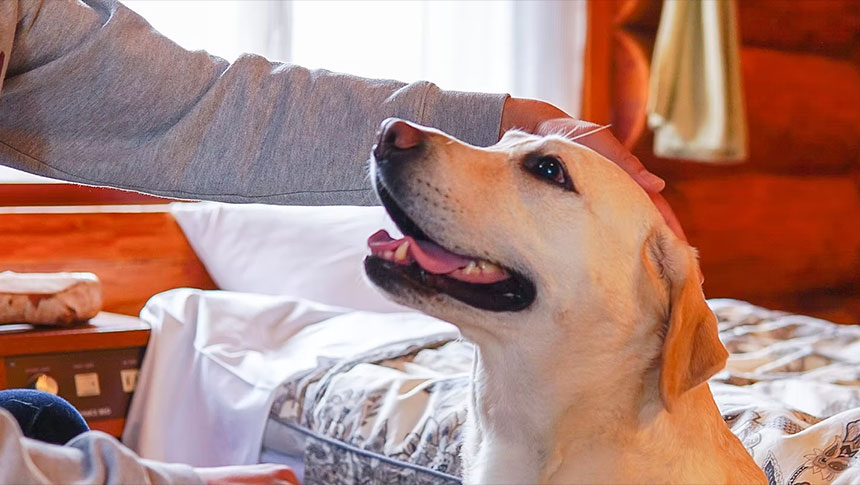長野県・斑尾高原の犬と泊まれる宿「森のログホテル カムループス」｜ホテルの特徴である木を基調とした内装（ログハウス）、木の温もりがあるログホテルの客室で、嬉しそうに頭を撫でられる従順な大型犬（ラブラドールレトリバー）