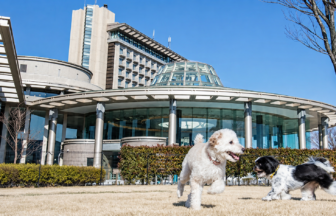 犬とラグジュアリーな休日を。ヒルトン小田原リゾート＆スパのドッグランで楽しそうに遊ぶ小型犬と、青空に映える美しいリゾート棟
