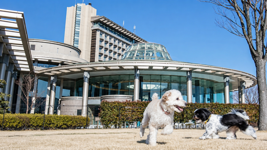 犬とラグジュアリーな休日を。ヒルトン小田原リゾート＆スパのドッグランで楽しそうに遊ぶ小型犬と、青空に映える美しいリゾート棟