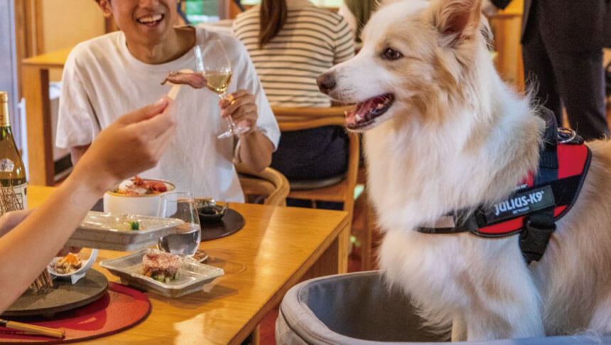 大分県・湯布院の犬と泊まれる宿「レジーナリゾート由布院」｜レストランで飼い主と一緒に食事を楽しむ愛犬（ボーダーコリー）。専用のカートに座り、楽しそうな表情を見せている。