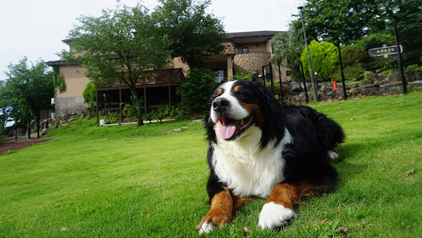 静岡県・伊豆高原にある愛犬と泊まれる宿「かざみどり」｜芝生ドッグランでくつろぐ、大型犬（バーニーズ・マウンテン・ドッグ）
