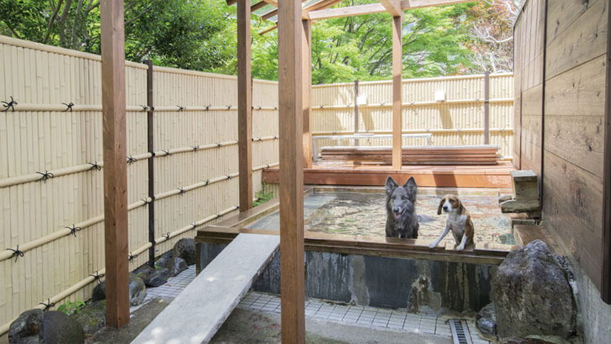 栃木県・鬼怒川温泉の愛犬と泊まれる宿「鬼怒川絆」にある犬用温泉・ペット露天風呂。2匹の犬が温泉に浸かっている様子。
