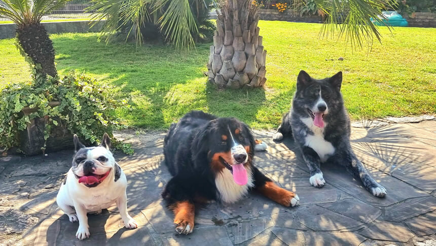 滋賀の愛犬と泊まれる一棟貸し宿「Yogo Rest Villa’s（ヨゴレストヴィラ）」のドッグランでくつろぐ、フレンチブルドッグ、バーニーズ・マウンテン・ドッグ、秋田犬の3匹の大型犬・小型犬。