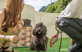 静岡県西伊豆の愛犬と泊まれる海と夕陽の楽園「頬杖の刻」｜屋外ドッグラン（アジリティ付き）。人工芝で安心して遊べる、愛犬連れに嬉しい施設