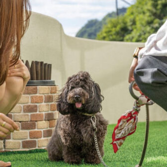 静岡県西伊豆の愛犬と泊まれる海と夕陽の楽園「頬杖の刻」｜屋外ドッグラン（アジリティ付き）。人工芝で安心して遊べる、愛犬連れに嬉しい施設