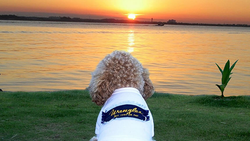 浜名湖に沈む夕日を愛犬と眺める、浜名湖ドッグリゾート ペロはまなこの湖畔風景
