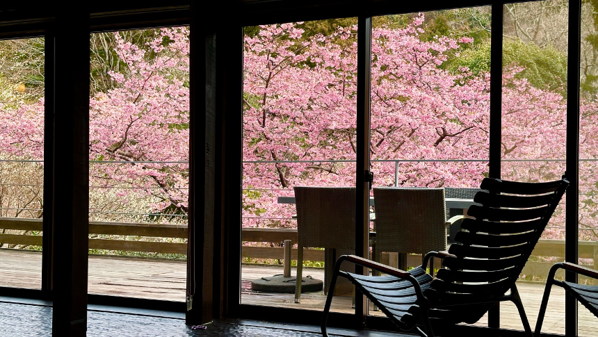 客室の窓から満開の河津桜を望むホテル四季の蔵