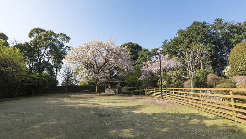 静岡県・伊豆高原の愛犬と泊まれる宿「CARO FORESTA 伊豆高原 Cuore（クオーレ）」｜青空の下、ウッドフェンスに囲まれた開放的な芝生ドッグラン。美しい桜の木と東屋が見える全景