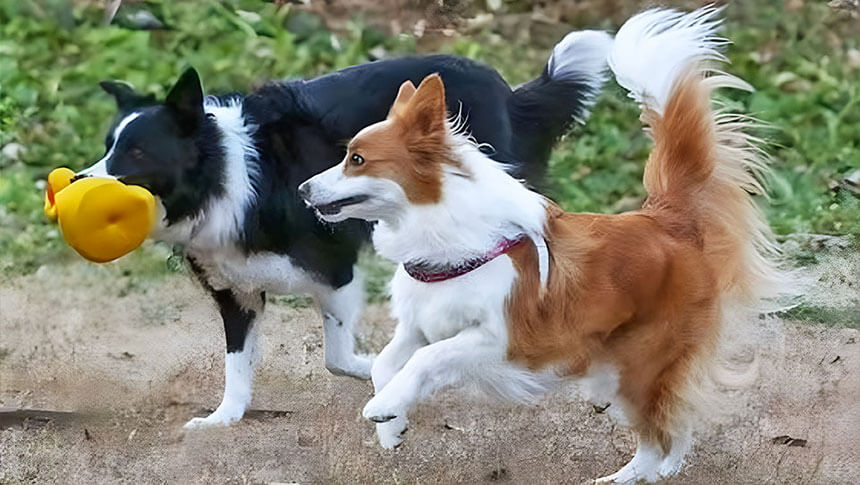 栃木県の那須・板室にある愛犬と泊まれる宿「dog’s pension しゃのんち」｜可愛い看板犬たちがお出迎え